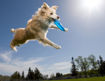 Εικόνα για Frisbee Σκύλου 20 cm Aerobie Dogobie Frisbee